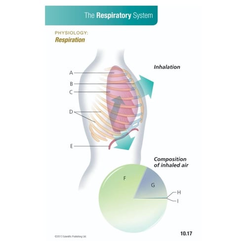 اناتومي فسيولوجي فلاش كارد