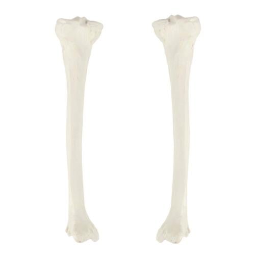عظم Tibia - عظام الأطراف السفلية بالحجم الحقيقي