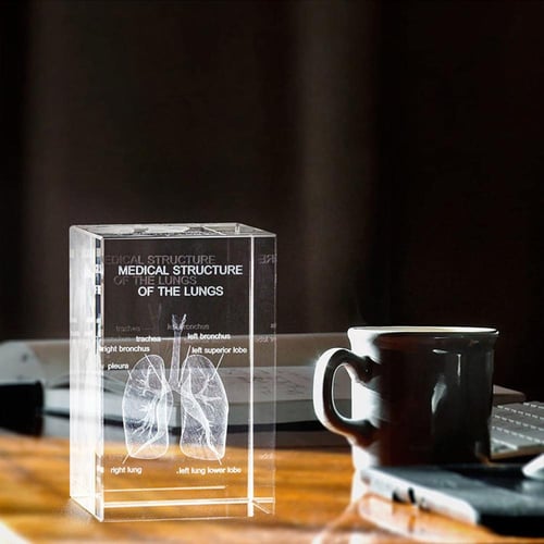 نموذج تشريحي ثلاثي الابعاد