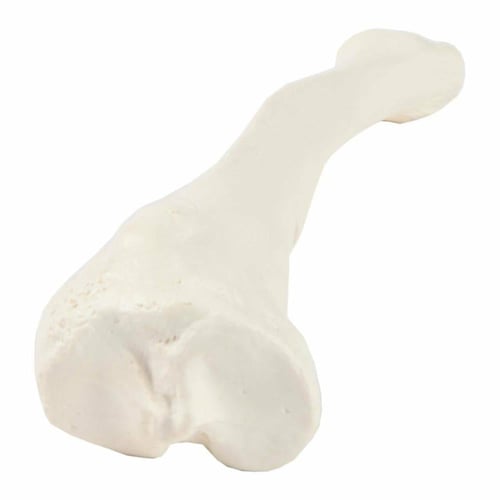 عظم Tibia - عظام الأطراف السفلية بالحجم الحقيقي