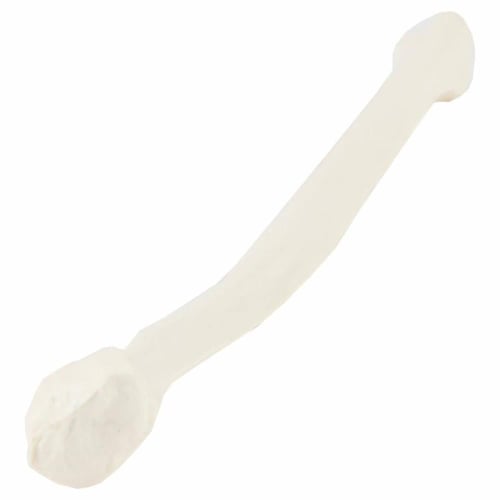 عظم Fibula - عظام الأطراف السفلية بالحجم الحقيقي