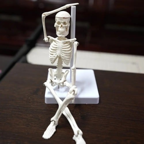 هيكل عظمي 22 cm