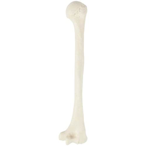 عظم humerus - عظام الأطراف العلوية بالحجم الحقيقي