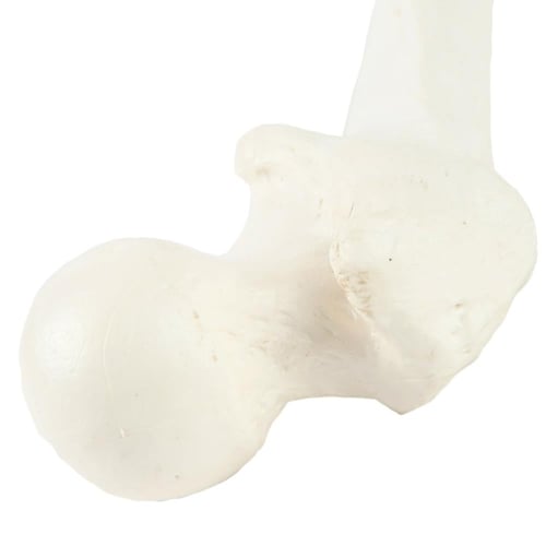 عظم Femur - عظام الأطراف السفلية بالحجم الحقيقي