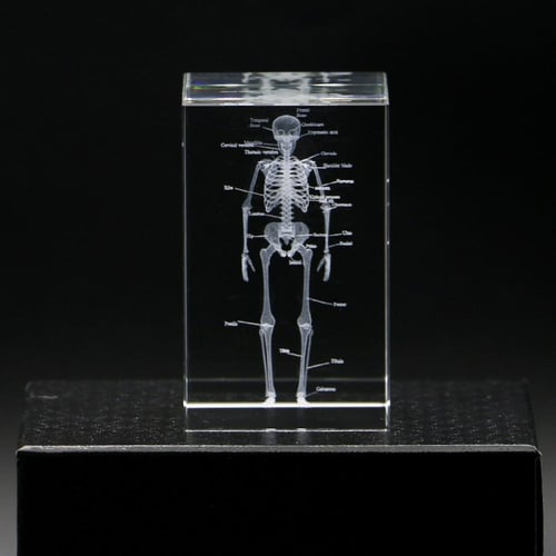 نموذج تشريحي ثلاثي الابعاد