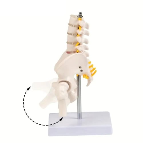 مجسم حوض - الفقرات السفلى - مفصل الفخذ