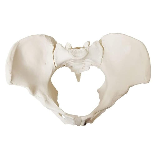 مجسم حوض أنثى