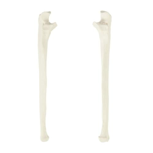 عظم ulna - عظام الأطراف العلوية بالحجم الحقيقي