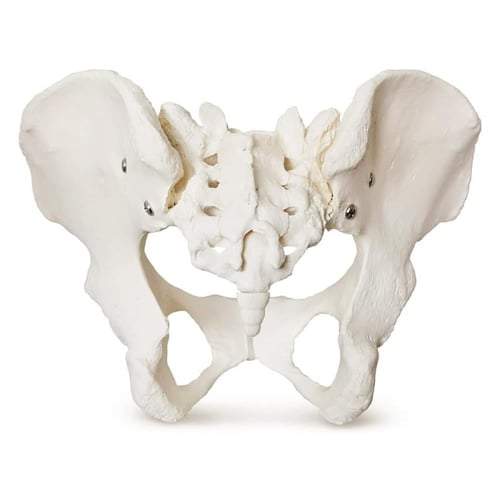 مجسم حوض أنثى