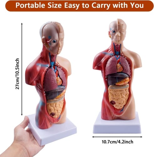 مجسم جسم الإنسان