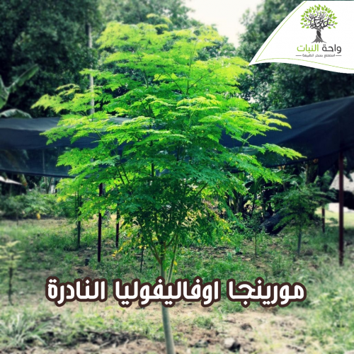 بذور مورينجا اوفاليفوليا النادرة