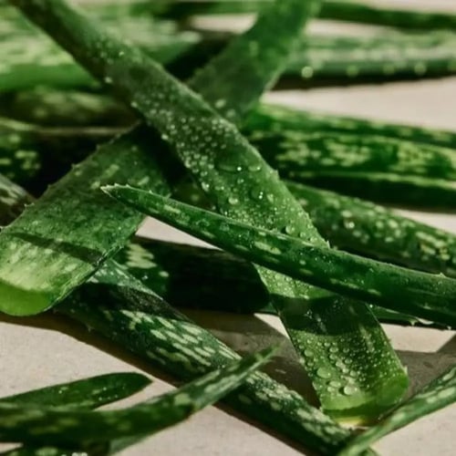 ذا بودي شوب مزيل عرق ألو كيرينغ رول أون | احصل على...