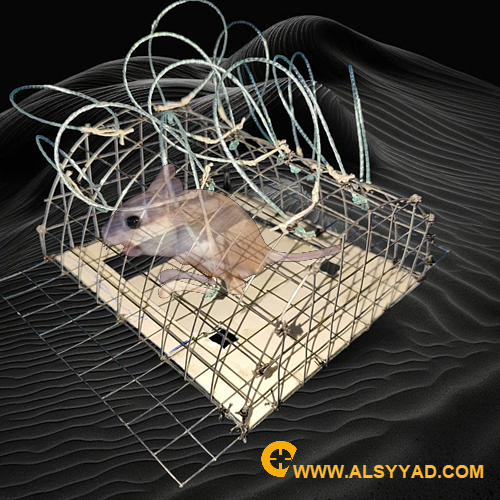 قرشعة القوارض والطيور الصغيره 13 عين برازيلي