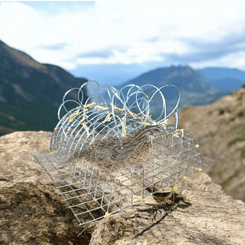 قرشعة للقوارض الصغيره والقمري والسمان 20عين برازيل...