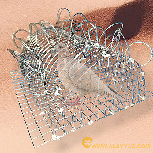 قرشعة صيد 31 عين ين خيط برازيلي