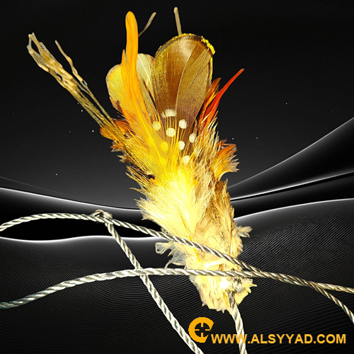 نقل 10 عيون بسعر لن تجده الا هنا