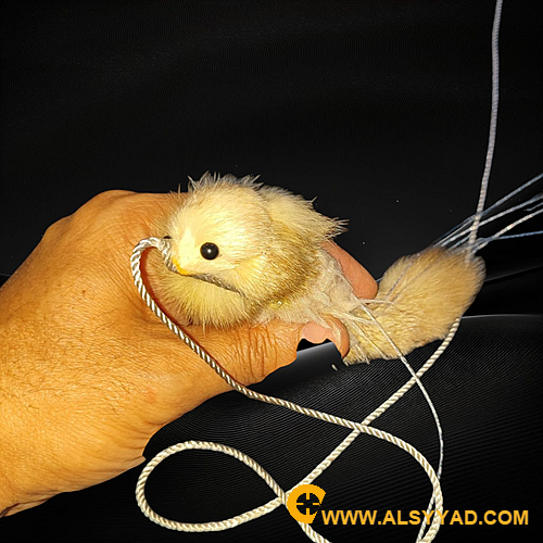 نقل 10عيون خيط ياباني على شكل حيوان وبري