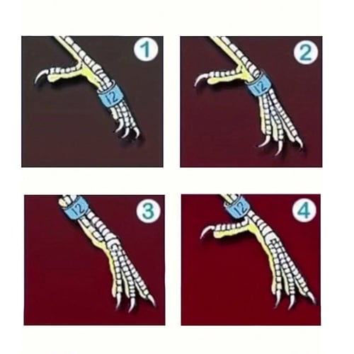 حجل خاتم ساق للطائر عدد 15 قطعه متعدد الألوان / 8...