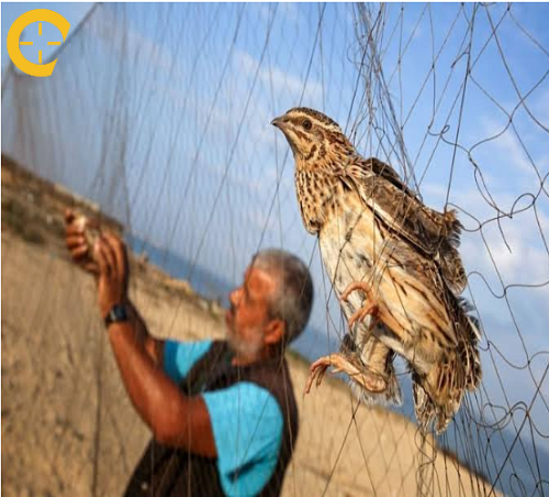 شبكة سمان نايلون صيد طيور هوائي بطول 15 متر