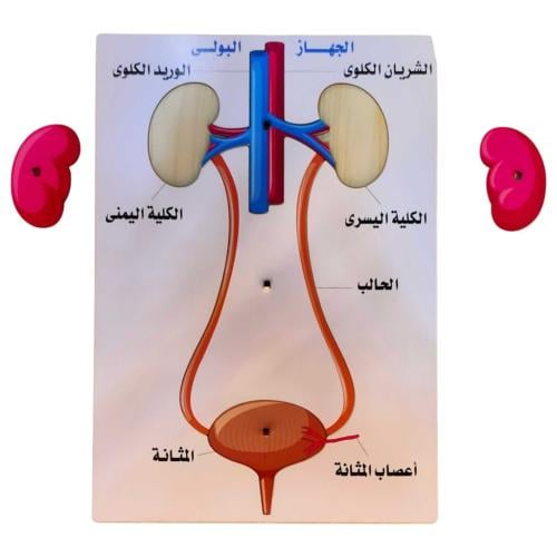 أجهزة الجسم