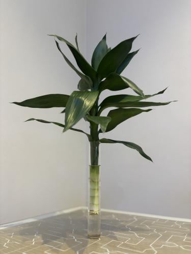 بامبو اللوتس الطبيعي