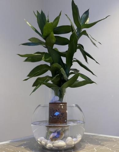 فازة سمك بامبو اللوتس