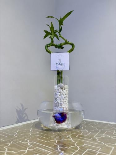 فازتين مع سمكة و بامبو القلب