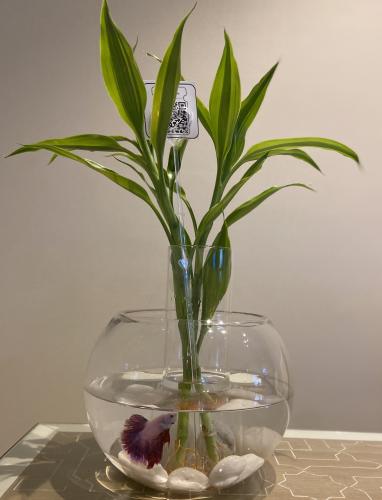 فازة سمك مع بامبو