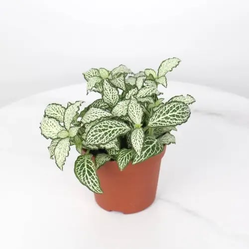 نبتة ميني فيتونيا خضراء بعروق بيضاء