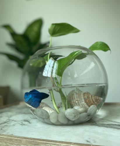 هدية حوض سمك مع بوتس