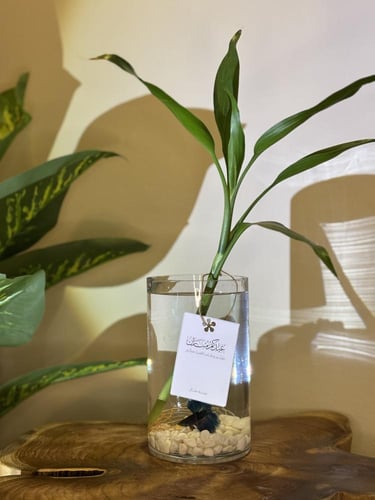 فازة انيقه مع سمكه وبامبو