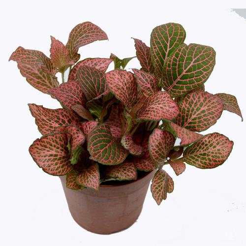 نبتة فيتونيا ميني مكس