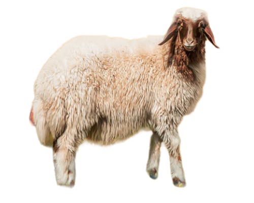 النعيمي الوسط وزن 20 فأكثر