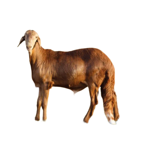 سواكني جذع وسط 20ك فأكثر