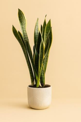 جلد النمر في حوض سيراميكي