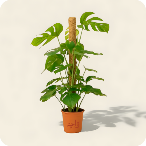 القفص الصدري ارتفاع الكبيرة