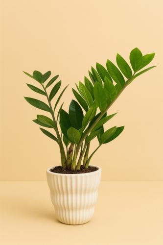 زاميا في حوض سيراميكي