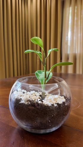 بيبي بروبر بلانت