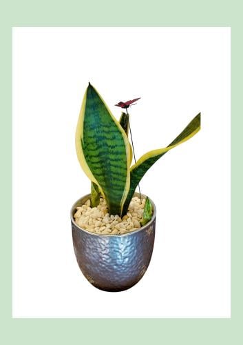 صبار جلد النمر