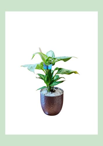 ديفينياخيا كومباكتا