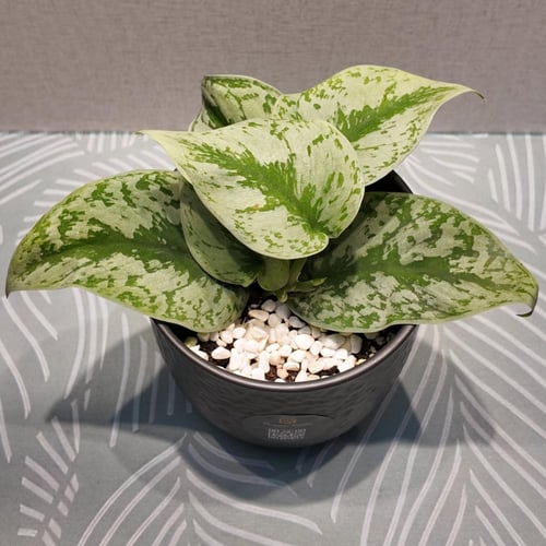 بوتس تيريبي