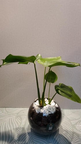 مونستيرا ديليوسا - القفص الصدري