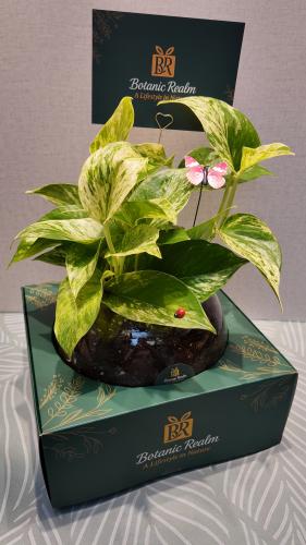 بوتس ماربل كوين