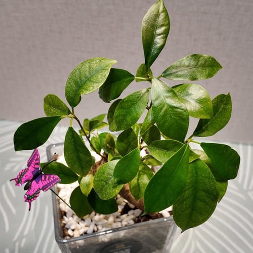 بونساي جنسينج صغير