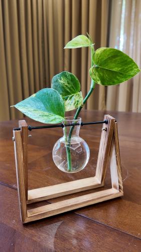 نبتة بوتس بقاعدة خشبية