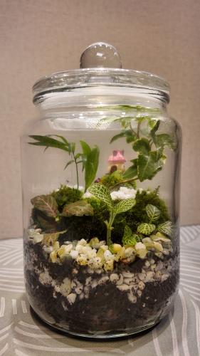 تراريوم كبير -بيئة نباتية مغلقة