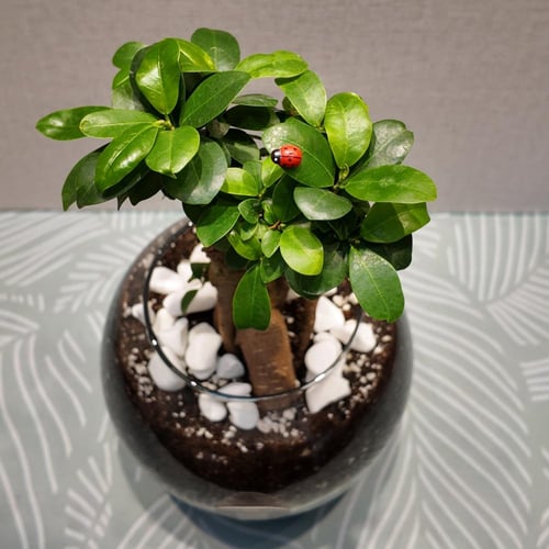 بونساي جنسينج