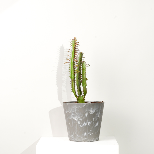 نبات صبار دراقون