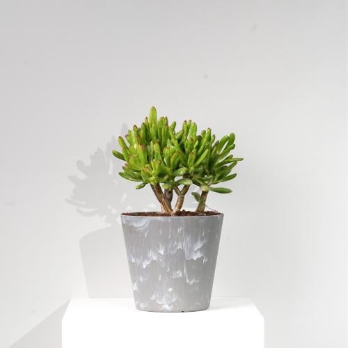 نبات كراسولا