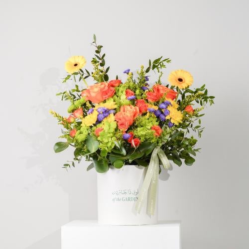 بوكس جربيرا